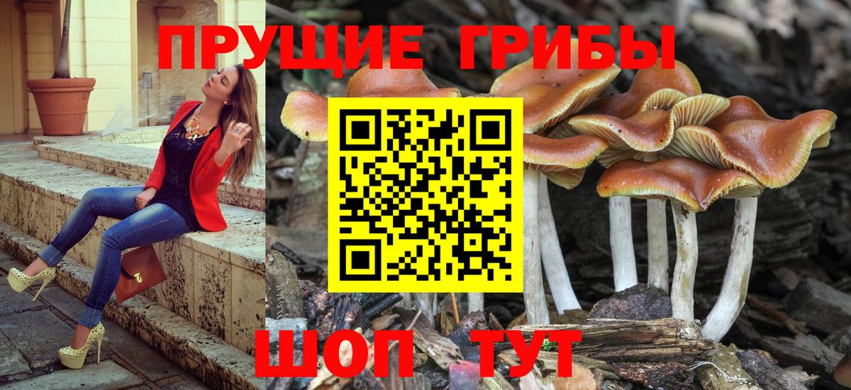 Заволжье  Галлюциногенные грибы мицелий  Вход с VPN 